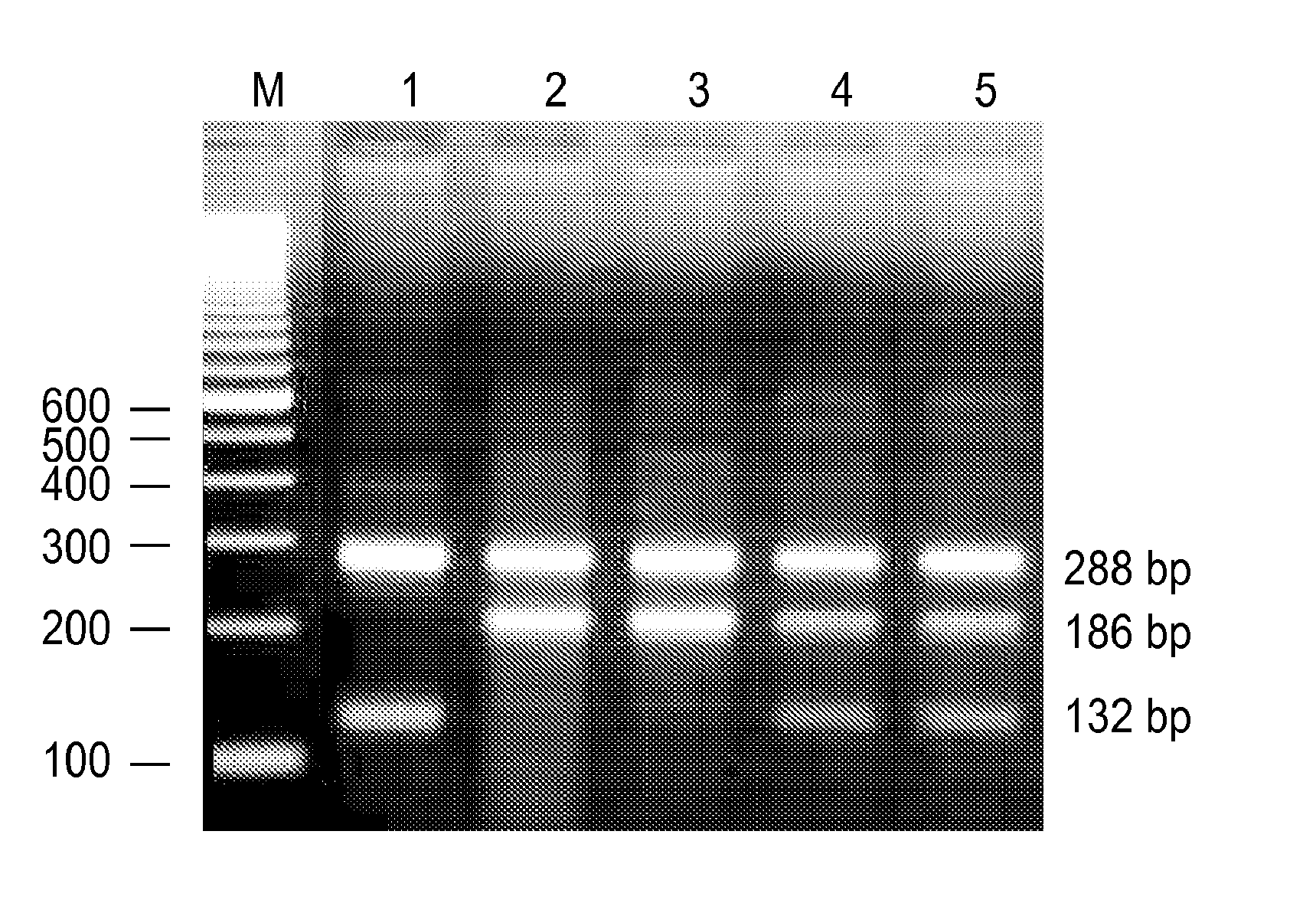 Method of Using FOXO3A Polymorphisms and Haplotypes to Predict and Promote Healthy Aging and Longevity