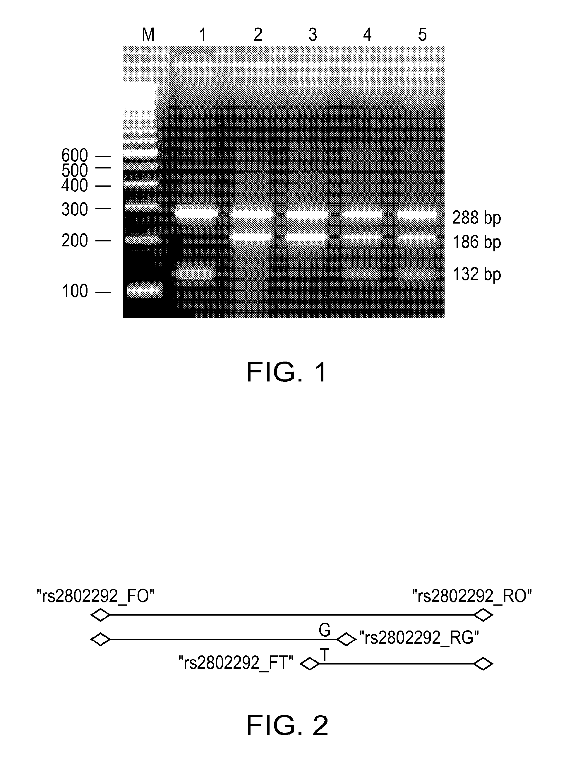 Method of Using FOXO3A Polymorphisms and Haplotypes to Predict and Promote Healthy Aging and Longevity