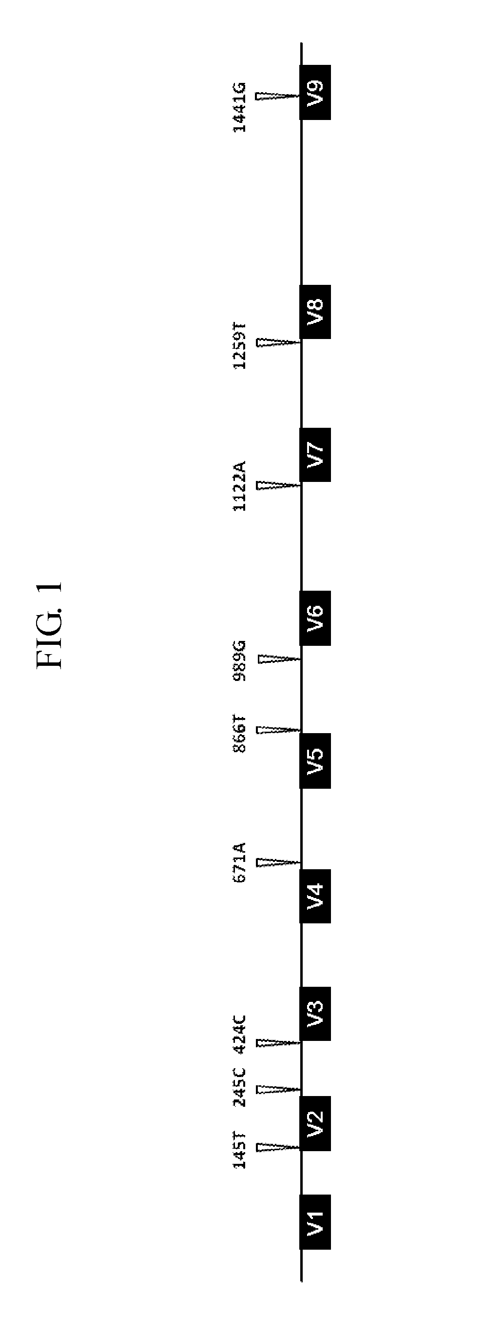 Quantitative analysis method using microorganism 16s rdna gene having single nucleotide polymorphism