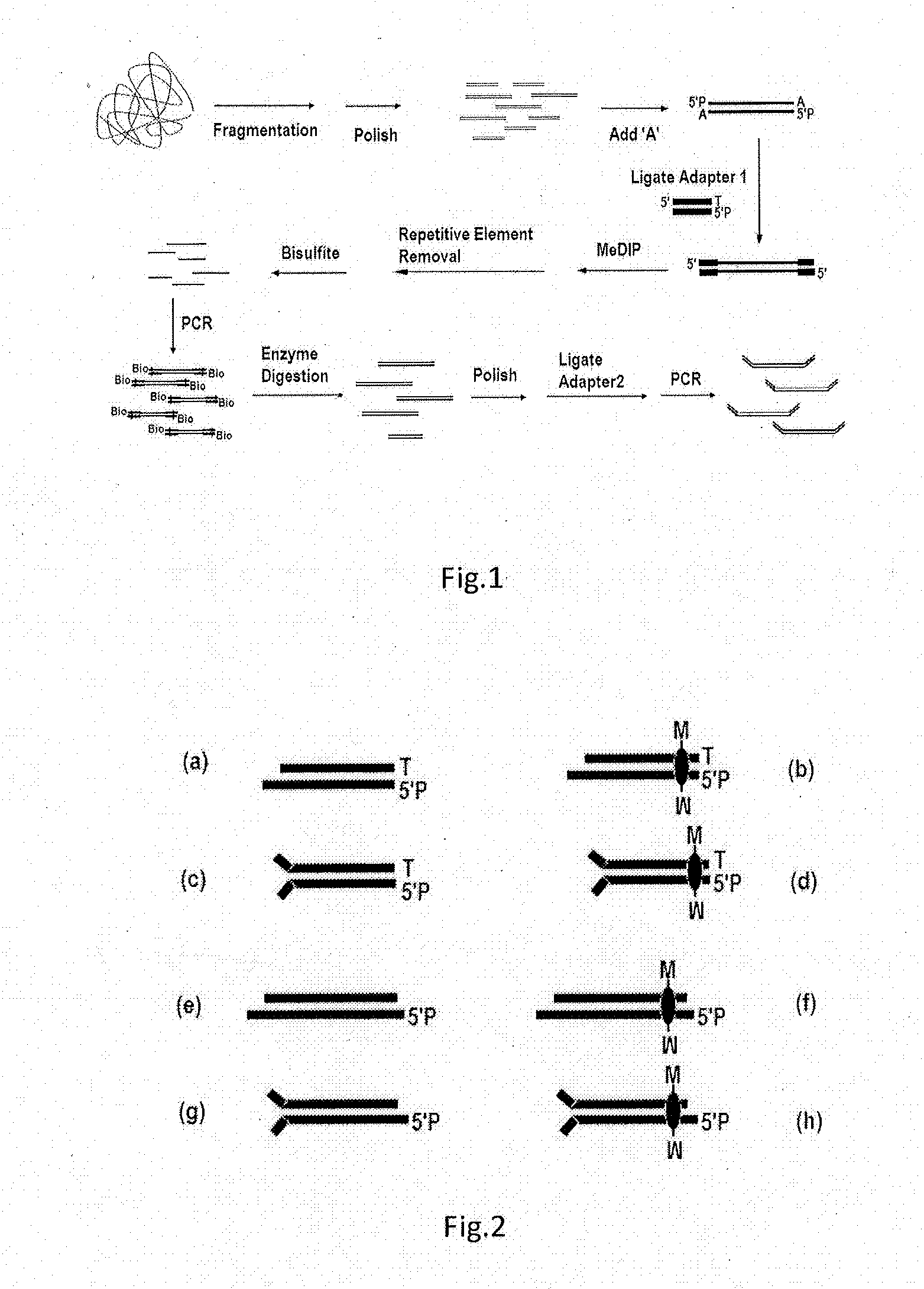 High-throughput sequencing method for methylated DNA and use thereof