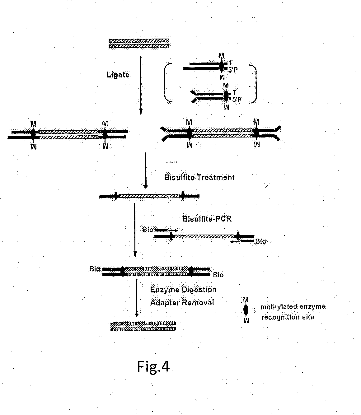 High-throughput sequencing method for methylated DNA and use thereof