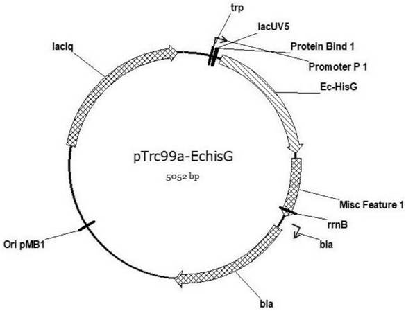 Method for improving production capacity of L-histidine producing bacteria