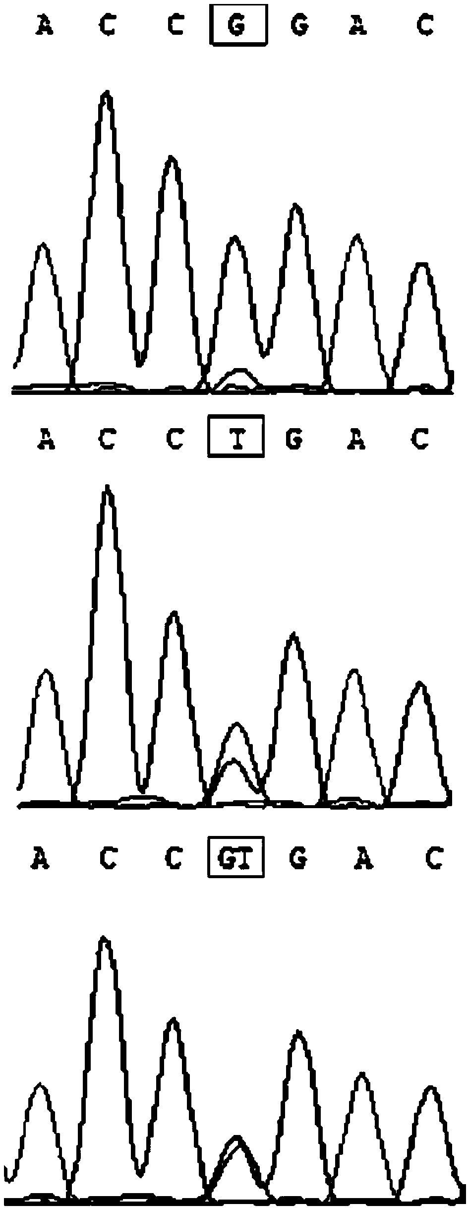 SNP marker associated with vibrio harveyi disease of large yellow croaker and primer and application thereof