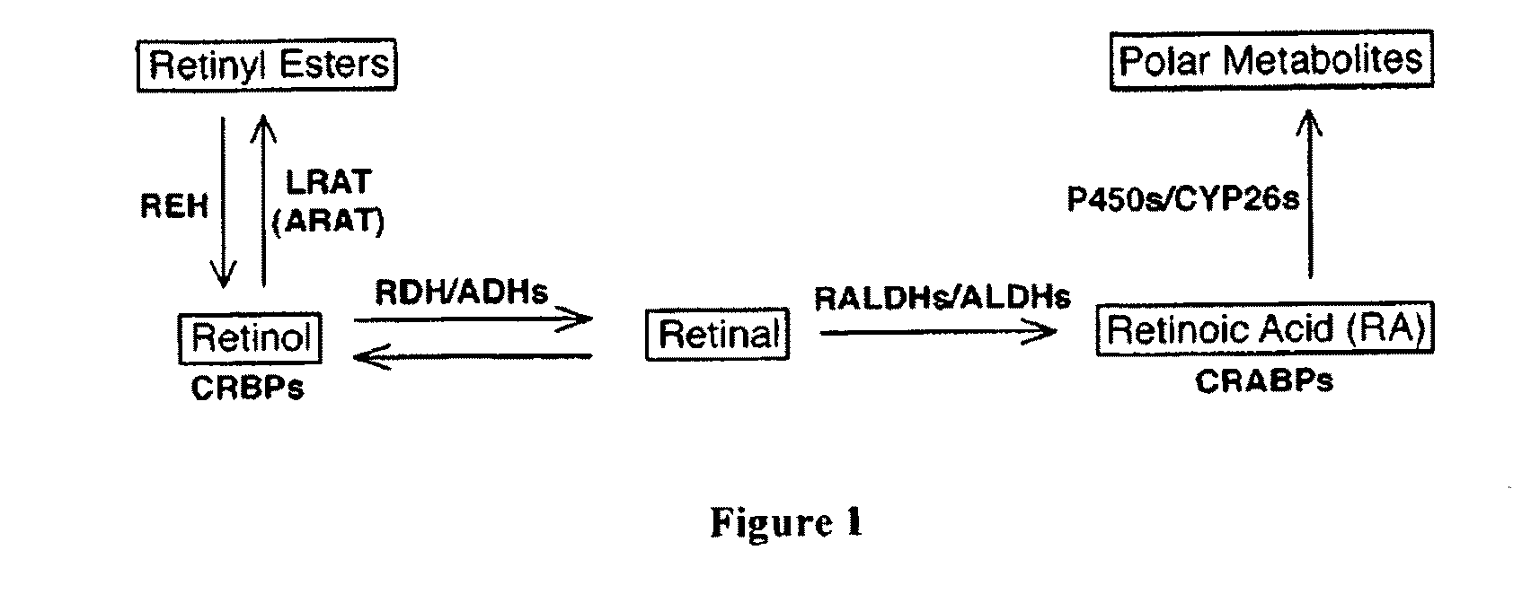 Use of lecithin:retinol acyl transferase gene promoter methylation in evaluating the cancer state of subject