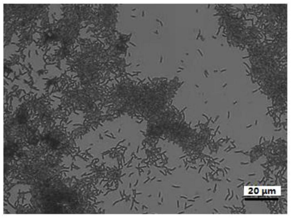 Delftia sp. for regulating quorum sensing quenching as well as separation method and application of Delftia sp.