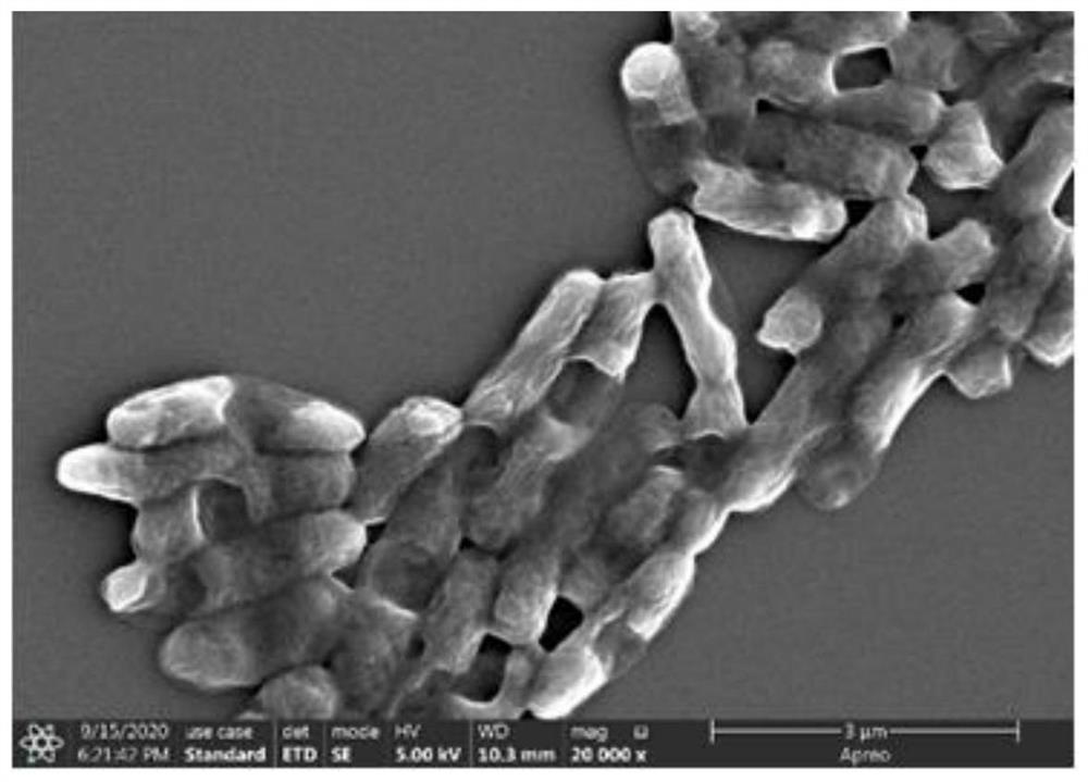 Delftia sp. for regulating quorum sensing quenching as well as separation method and application of Delftia sp.