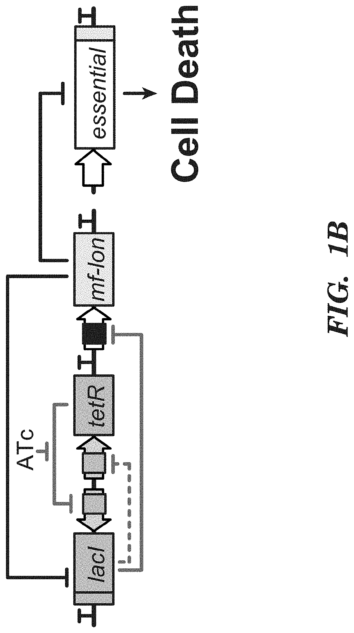 Deadman and passcode microbial kill switches