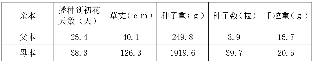 Tartary buckwheat crossbreeding method