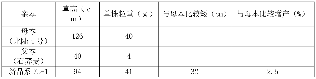 Tartary buckwheat crossbreeding method