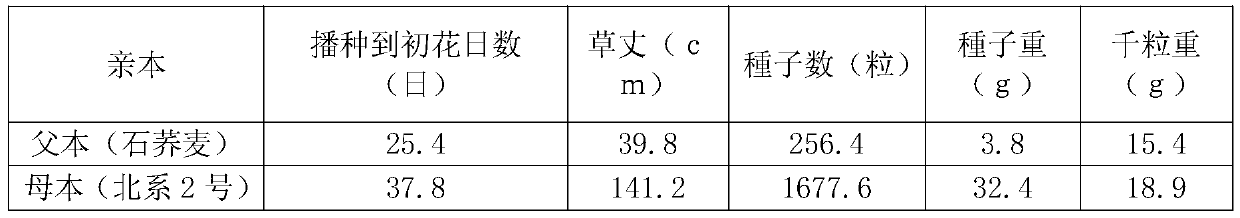 Tartary buckwheat crossbreeding method