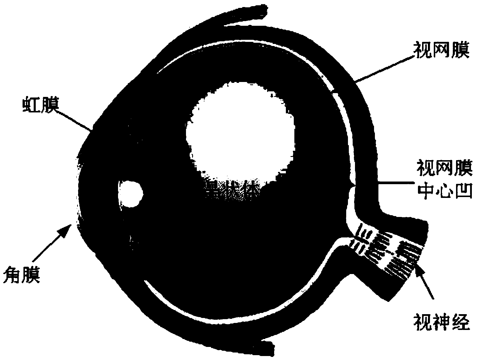 Eye movement signal identification system and method based on common spatial pattern