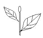 Method for trapping mymaridae parasitized empoasca vitis