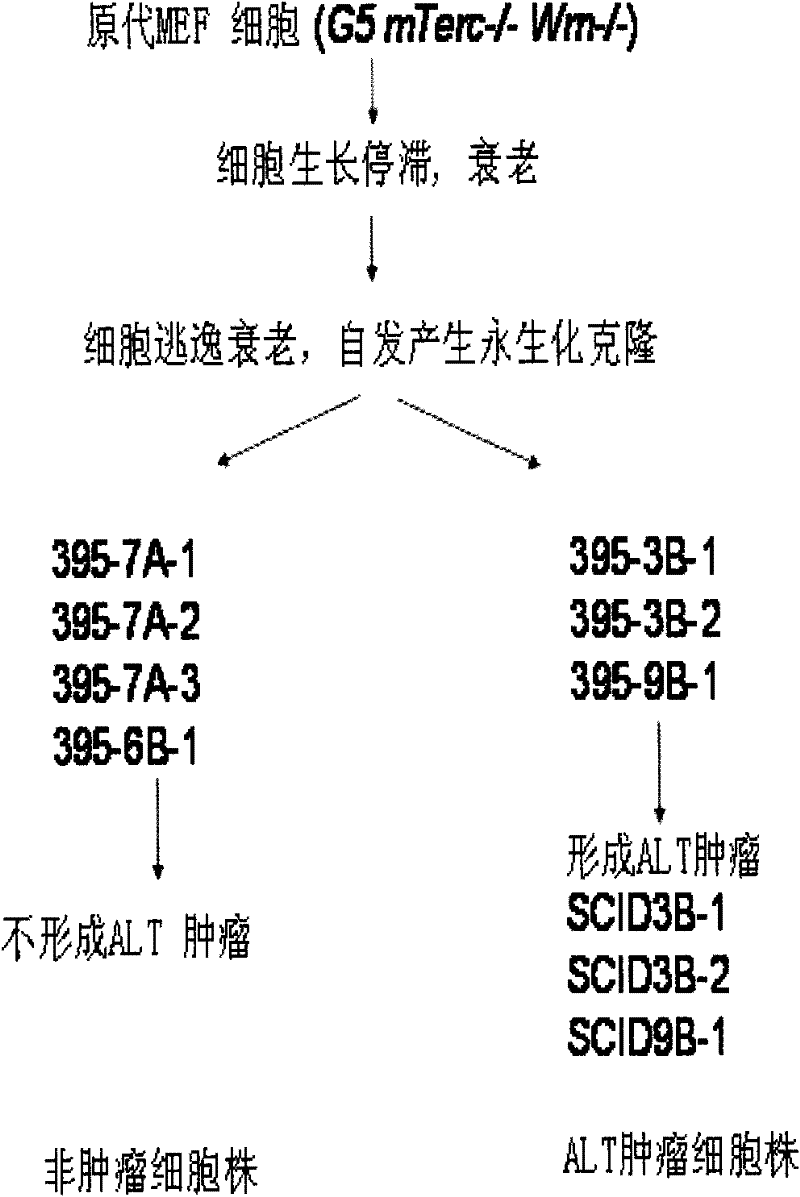 Peculiar p53 mutated protein-p53N236S of ALT tumor caused by progeria syndrome and application thereof