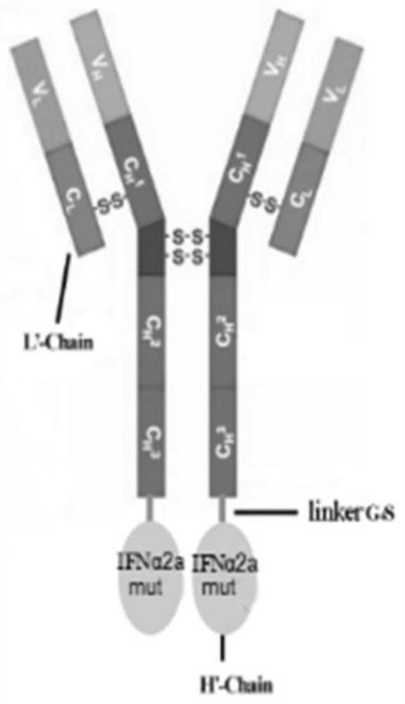 Interferon mutant and interferon mutant fusion antibody and its preparation method and application