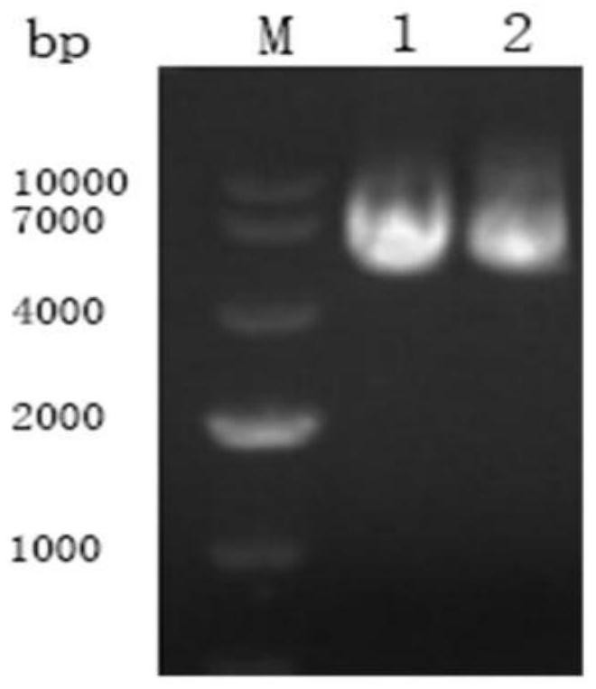 Interferon mutant and interferon mutant fusion antibody and its preparation method and application