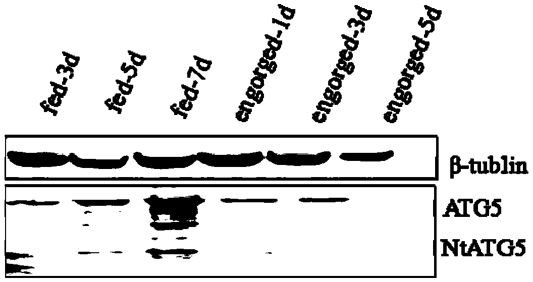 Autophagy related protein molecule ATG5 of rhipicephalus haemaphysaloides and application thereof