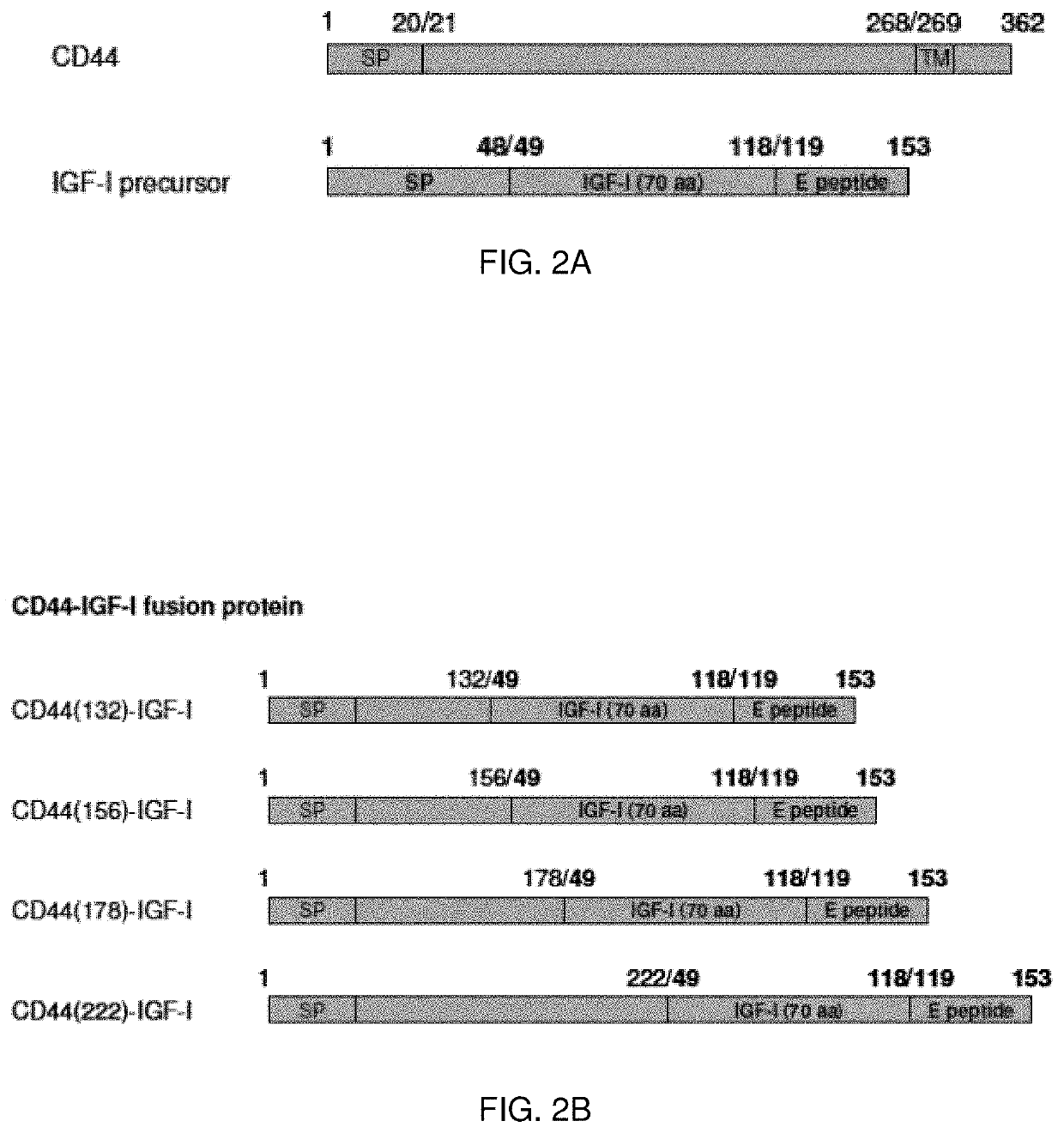 Hyaluronic Acid Binding Domain-Growth Factor Fusion Protein cDNAs and Fusion Proteins for Cartilage Matrix Preservation and Report