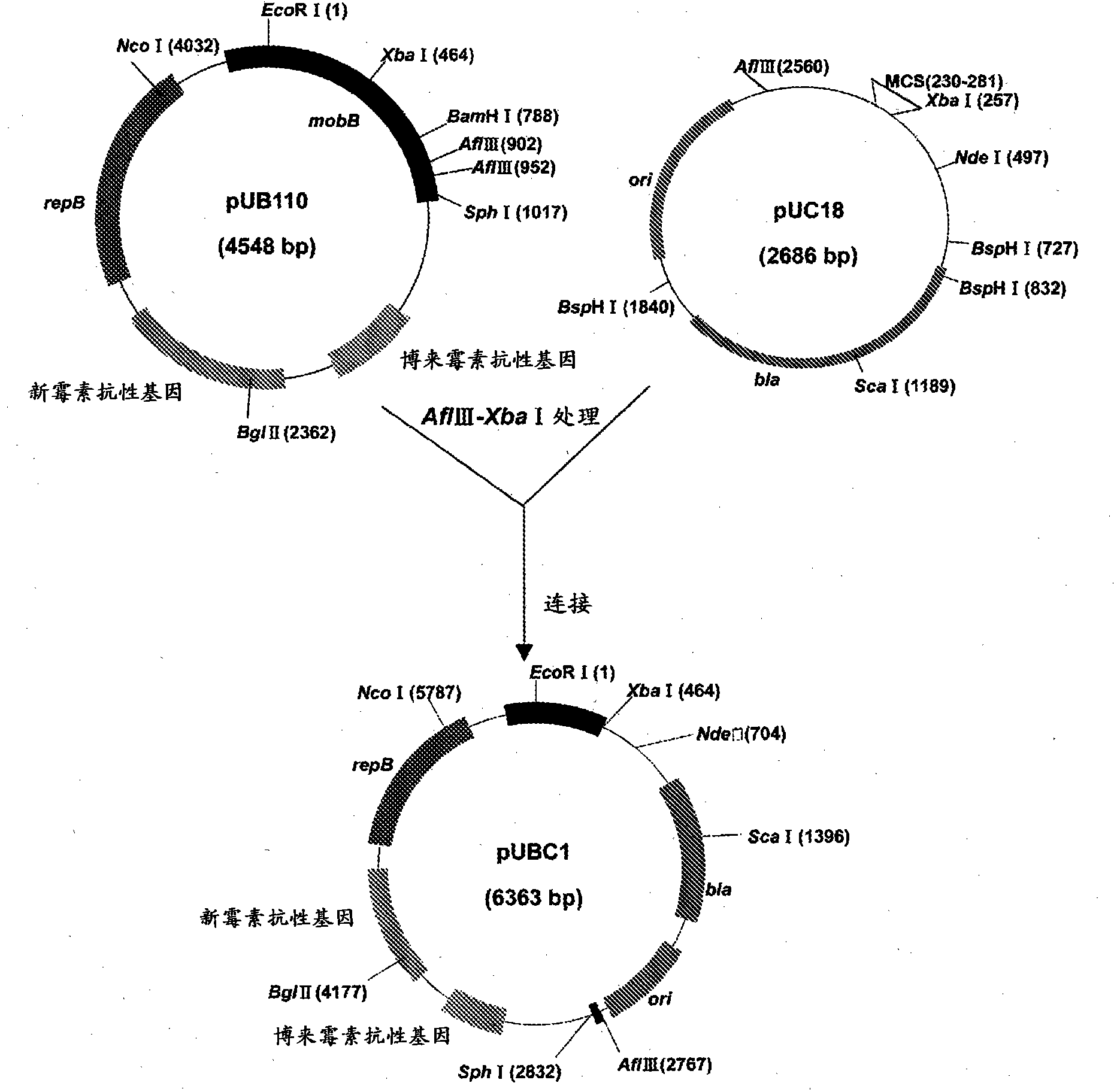 Recombinant expression plasmid vector and recombinant strain to be used in producing oxalate decarboxylase, and method of producing recombinant oxalate decarboxylase