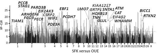 SNP loci combination for growth performance of meat sheep and application thereof