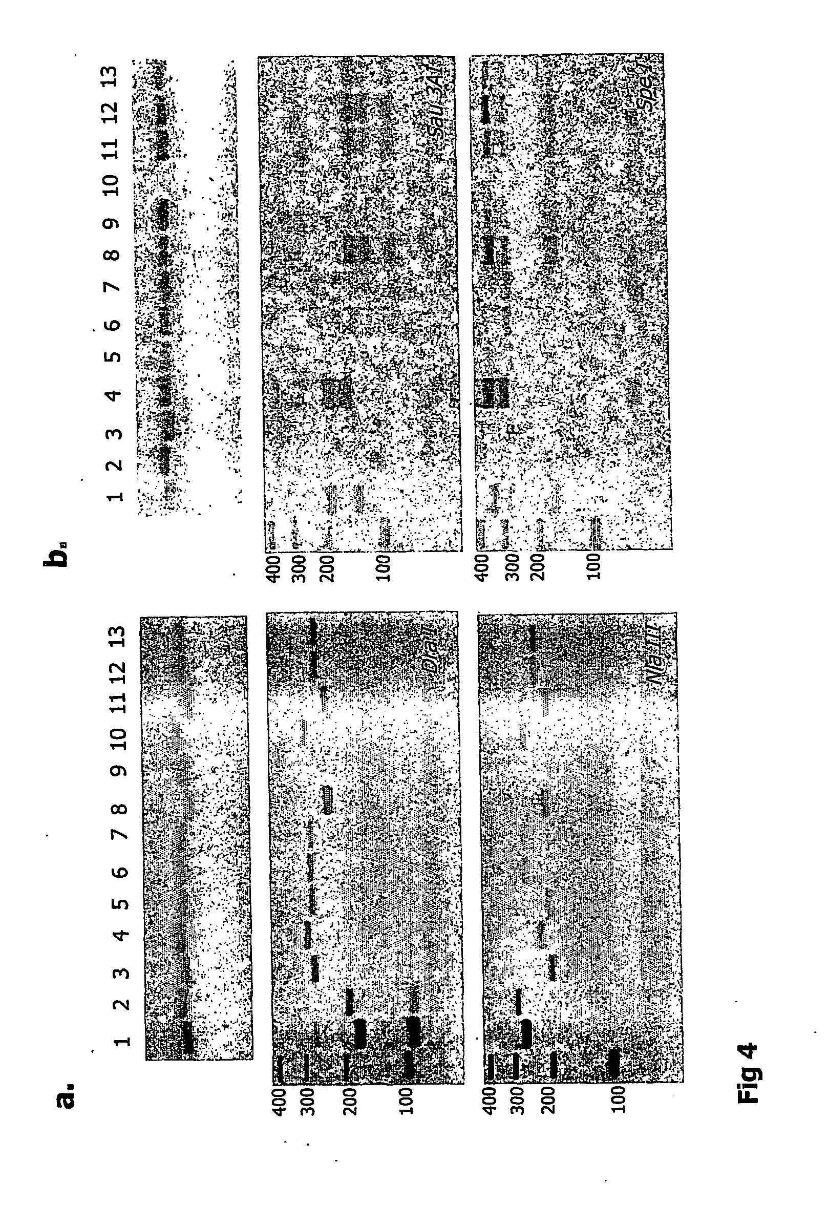 Method and kit for molecular identification of smallpox