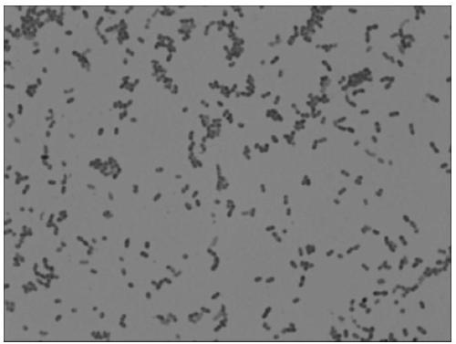 Cupriavidus, cupriavidus preparation, and application of cupriavidus preparation in heavy metal contaminated soil remediation