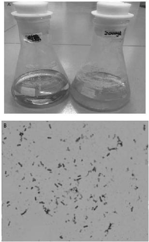 Cupriavidus, cupriavidus preparation, and application of cupriavidus preparation in heavy metal contaminated soil remediation