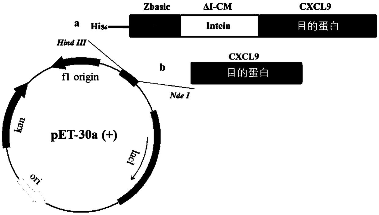 Method for expression and purification of recombinant CXCL9 (C-X-C motif chemokine 9) protein and application of method