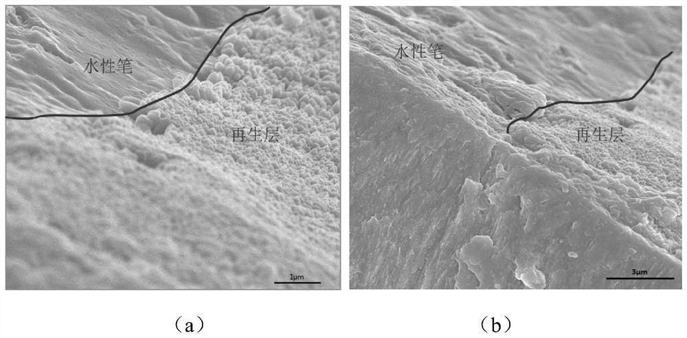 A method of rapid tooth enamel mineralization