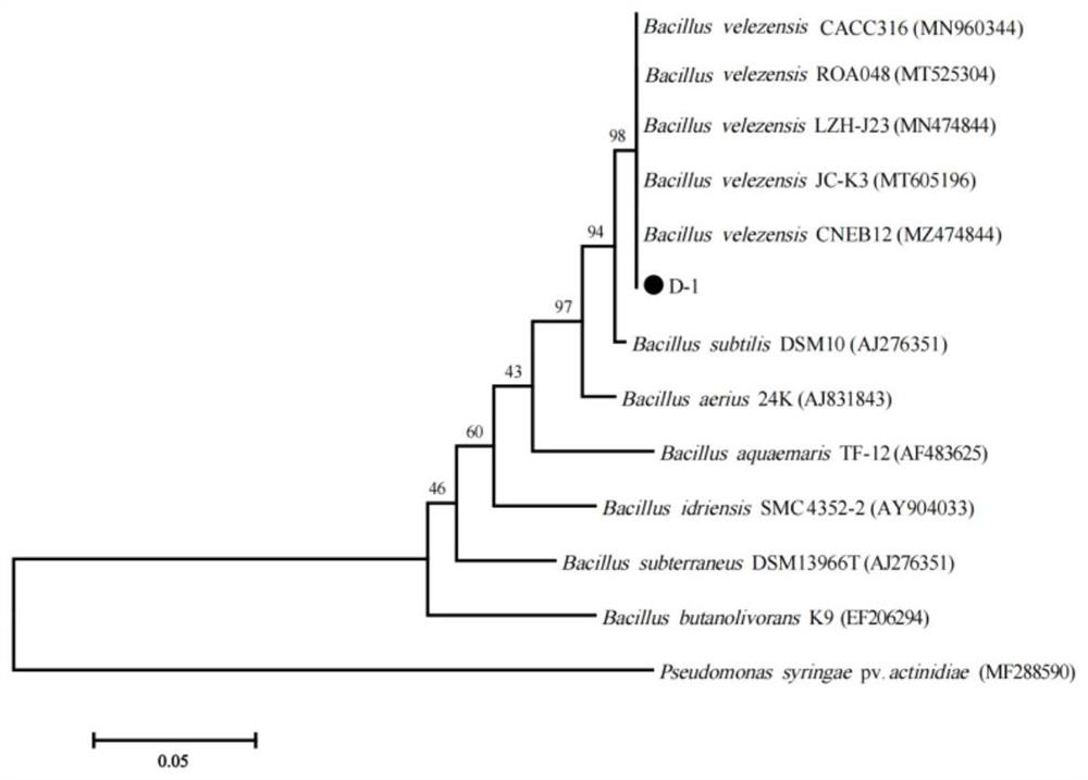 Bacillus velezensis D-1 as well as preparation and application thereof