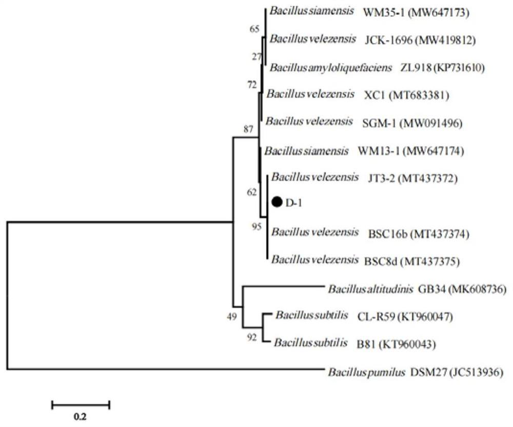 Bacillus velezensis D-1 as well as preparation and application thereof