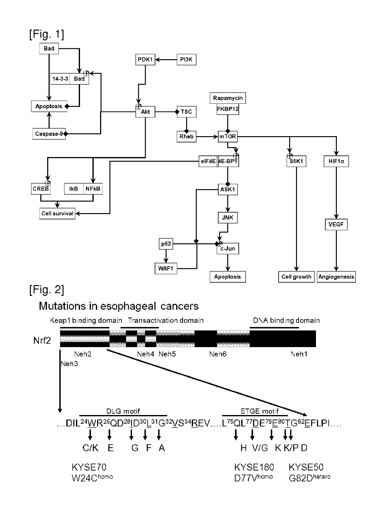 Oncogene NRF2