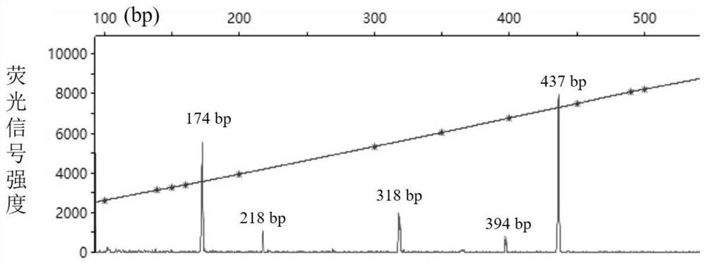 Molecular marker primer combination for rapidly and synchronously identifying Citrus huanglongbing, canker, Citrus tristeza virus, Citrus tatter leaf and citrus exocortis viroid, and method