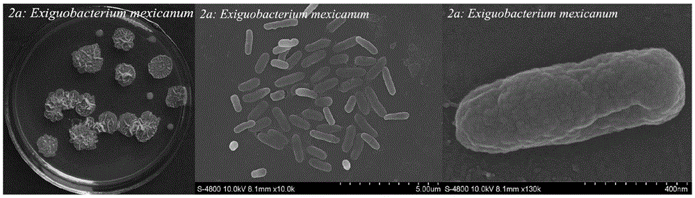 Exiguobacterium mexicanum 2a and applications thereof