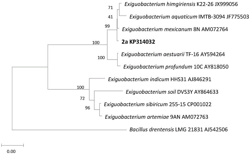 Exiguobacterium mexicanum 2a and applications thereof