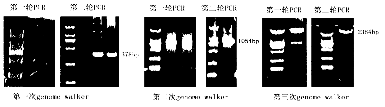 CYP3A88-molecular-marker breeding method for sorting porcine reproductive and respiratory syndrome (PRRS)-resistant pigs and application thereof