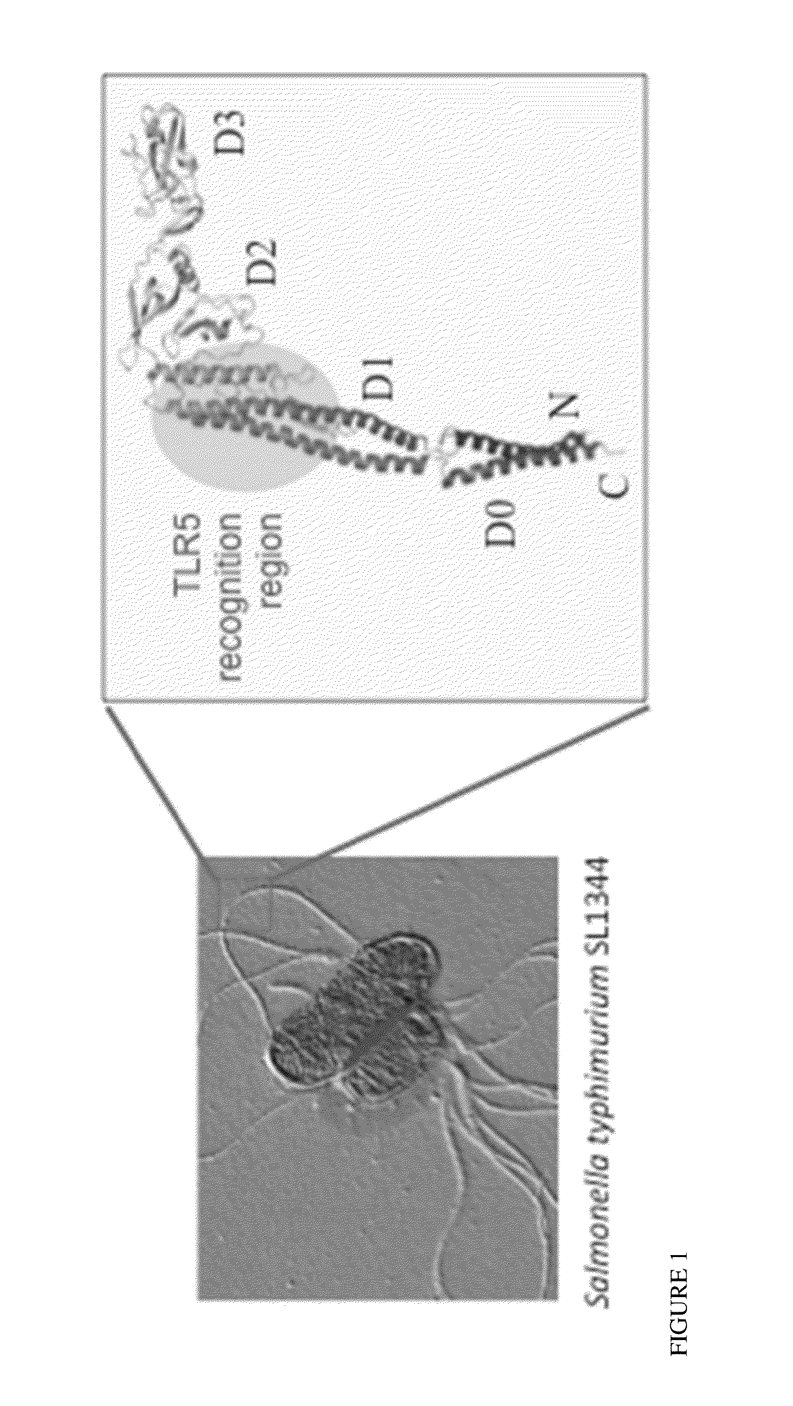 Ordered flagellin array as an immunostimulant