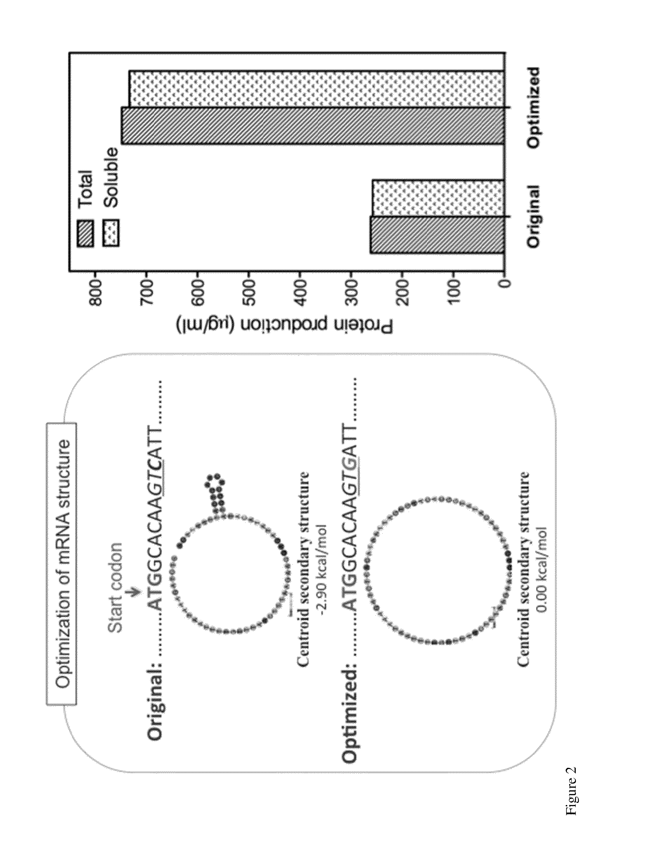 Ordered flagellin array as an immunostimulant