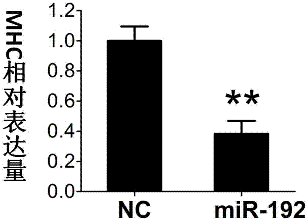 Application of miR-192 in regulation and control of proliferation and differentiation of sheep skeletal muscle satellite cells