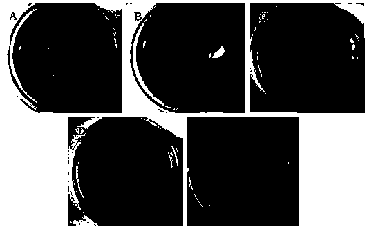 A high-yielding mutant of Saccharopolyspora chinensis butenyl spinosyn