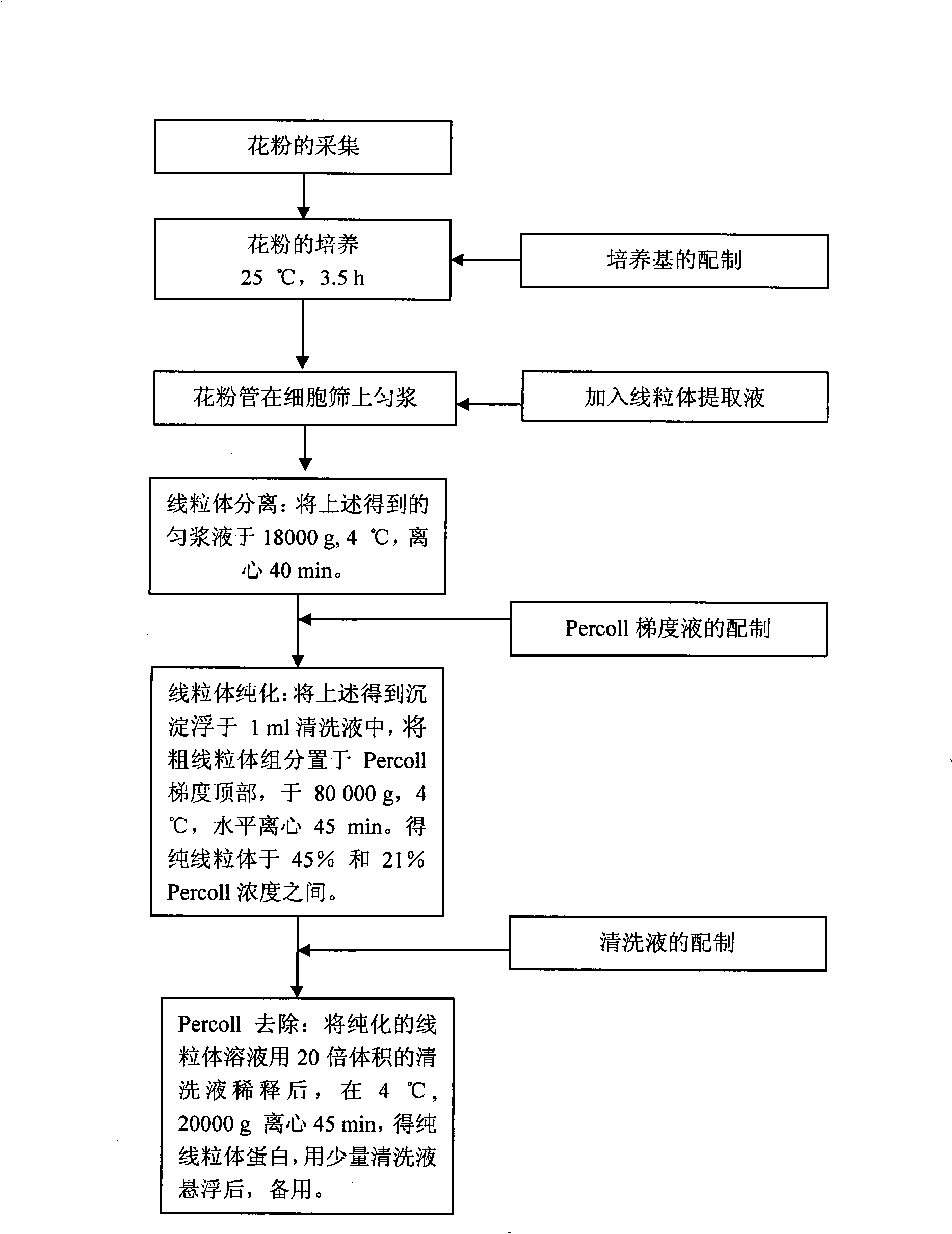 Method for separating and purifying mitochondrion from pear pollen tube