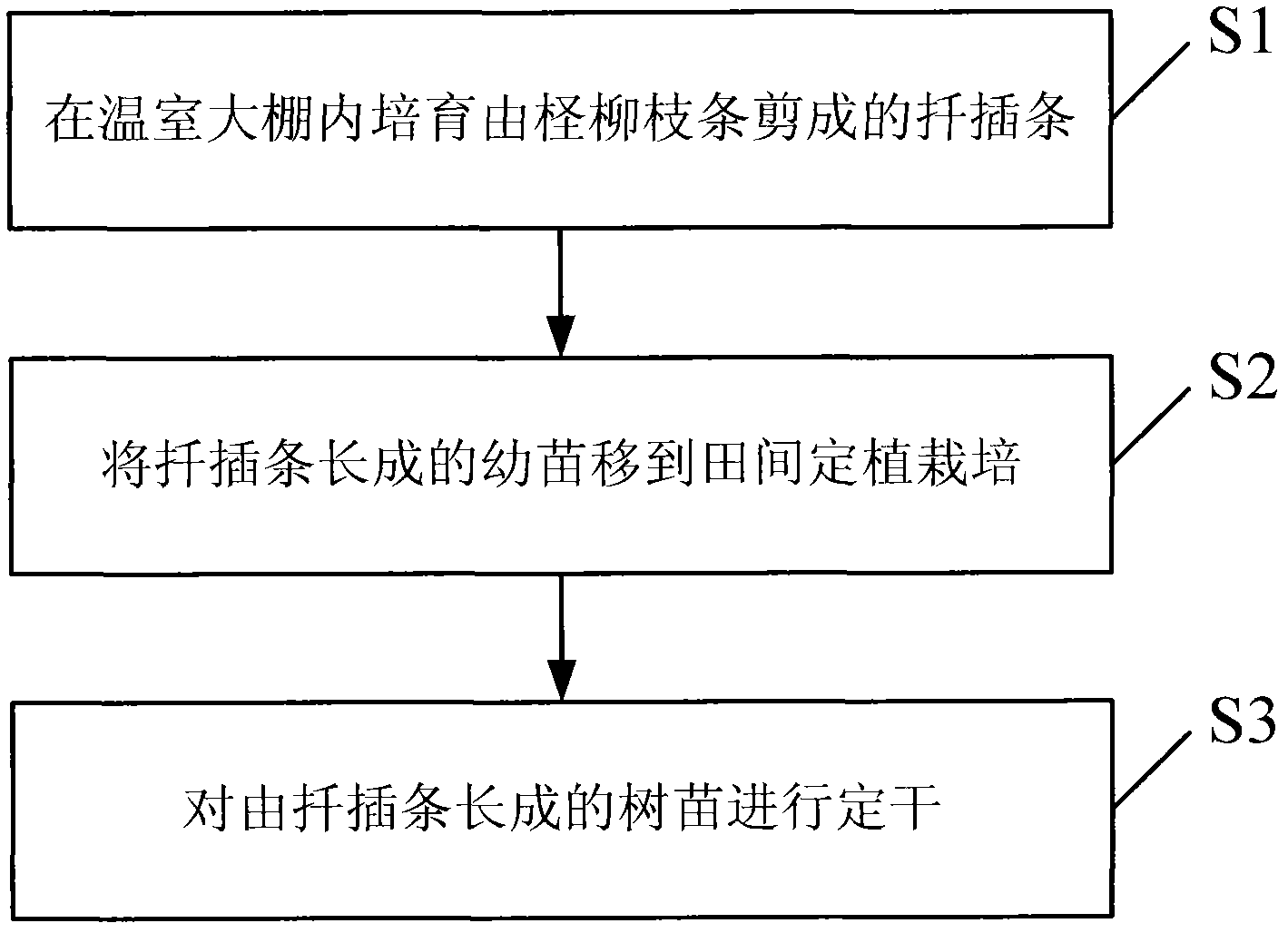 Arbor-like growing method of tamarix chinensis