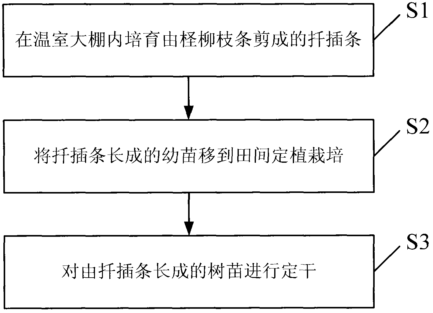 Arbor-like growing method of tamarix chinensis