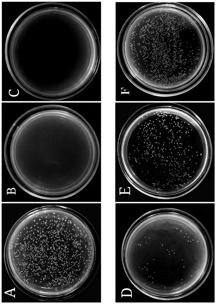 South America white pair DNA binding antibacterial peptide VPDB40 and application thereof