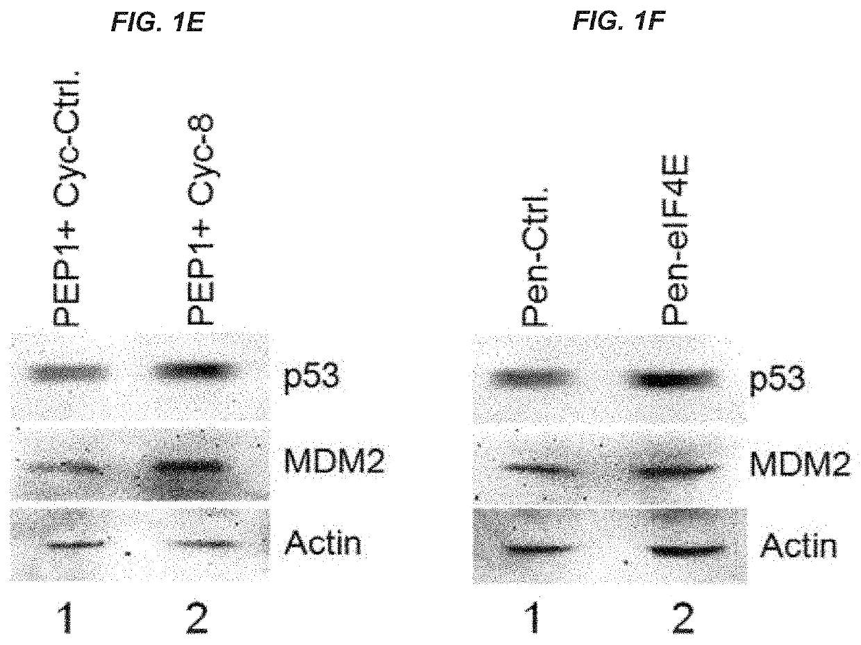 Modulation of P53 for the treatment of cancer