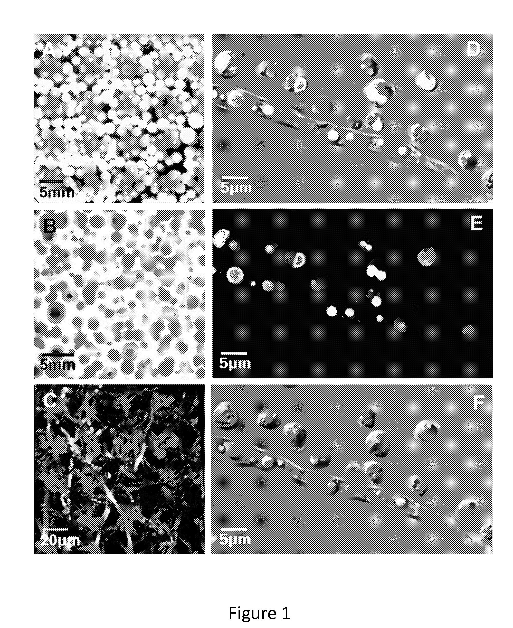 System and Method of Co-Cultivating Microalgae with Fungus