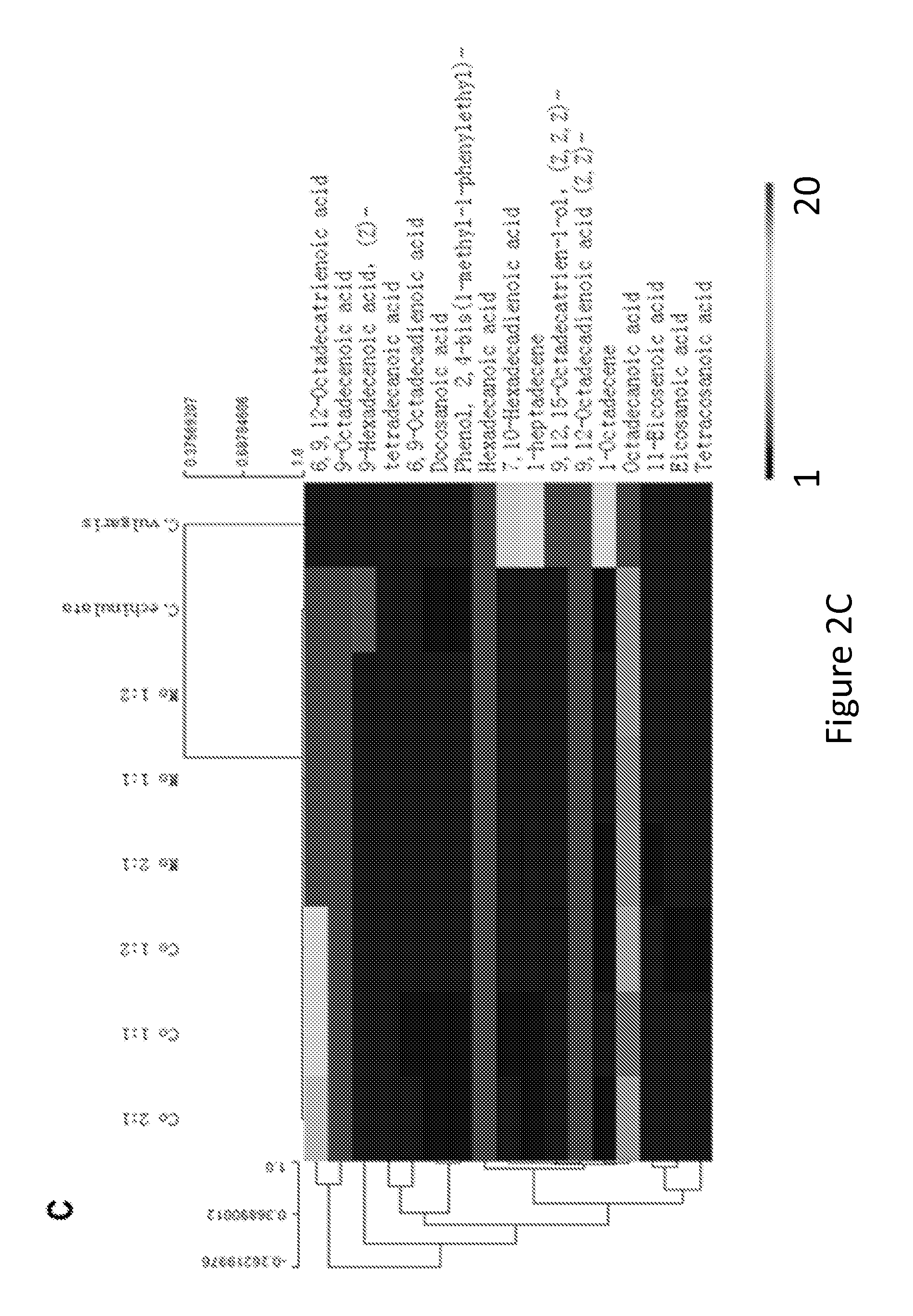 System and Method of Co-Cultivating Microalgae with Fungus