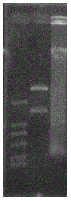 Acyrthosiphon pisim CYP6A13 promoter and activity analysis