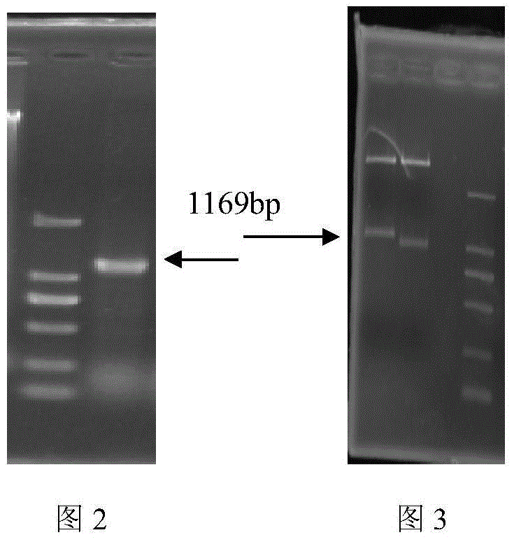 Acyrthosiphon pisim CYP6A13 promoter and activity analysis