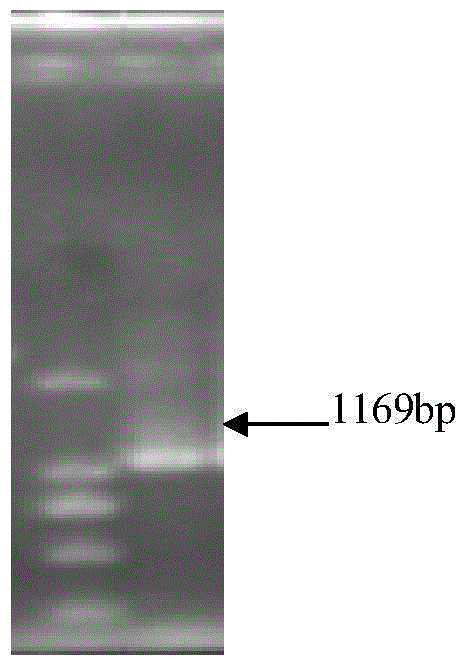 Acyrthosiphon pisim CYP6A13 promoter and activity analysis