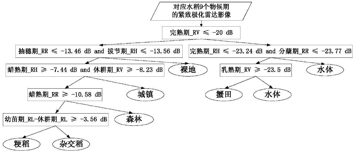 Method for realizing large-area near real-time monitoring on phenological period of rice based on compactly polarimetric radar